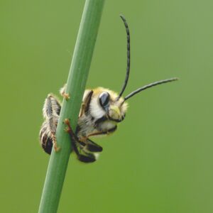 Online-trainings: Fit for Biodiversity