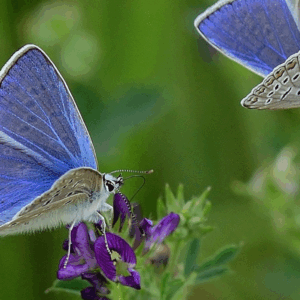 Gegen dramatischen Insektenrückgang:  Tagung betont die Notwendigkeit von Allianzen zwischen Landnutzern